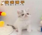 美短和暹罗猫哪个好公猫和母？上班族适合养暹