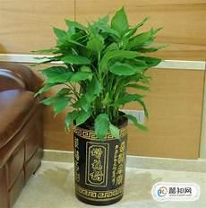 家里放什么植物好招财