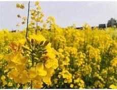 彩色油菜花图片大全