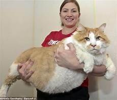 成年加菲猫体重