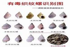 橡子果怎么吃法