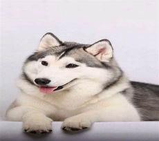 狗二哈图片